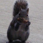 squirrel1129