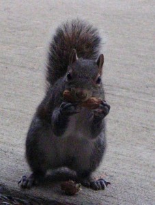 squirrel1129