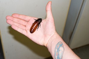 cockroach