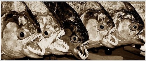 piranha well fed and ready to attack...
