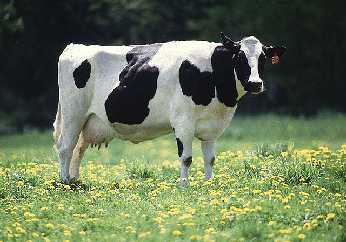 dairycow It's so beautiful it just brings a tear to Dick's eye...