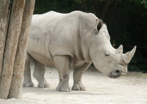 the rare white rhino