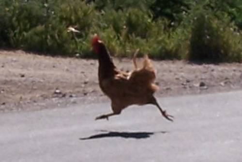 Why did the chicken cross the road? To return to the 33rd State Senate District.