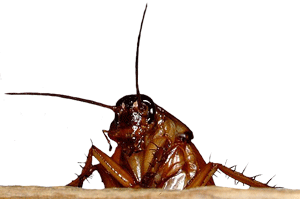 coackroach hey baby, you don't get to be 100 million years old without some survival instincts!