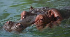 hippo