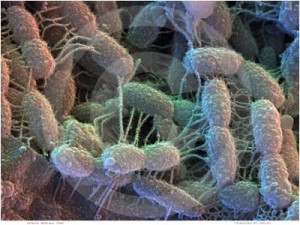 Bacteria
