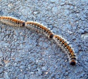 Pine-processionary-moth-Thaumetopoea-pityocampa-France