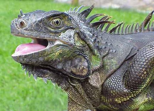 giant_iguana-117